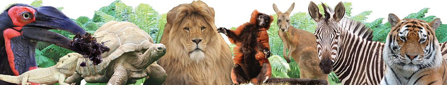 Animal Banner