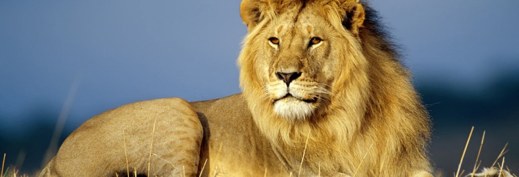 lion carousel image