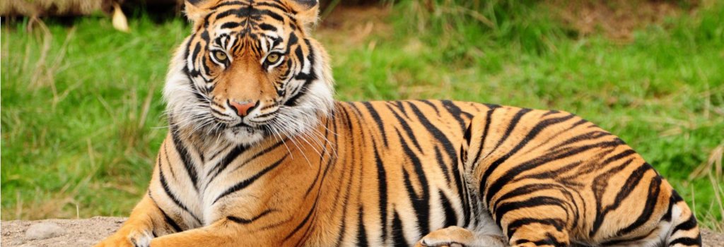 tiger carousel image
