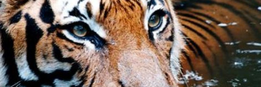 tiger image