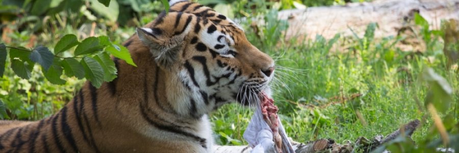 tiger image 2