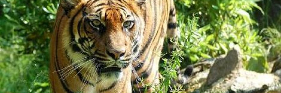 tiger image 3