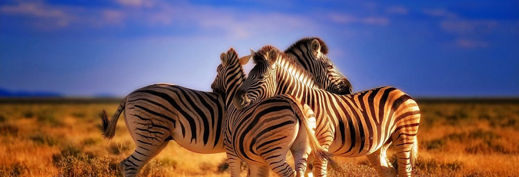 zebra carousel image