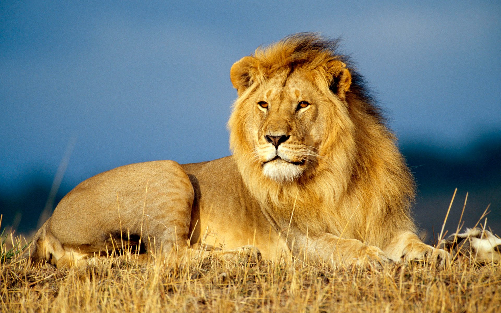 Animalia Picture
